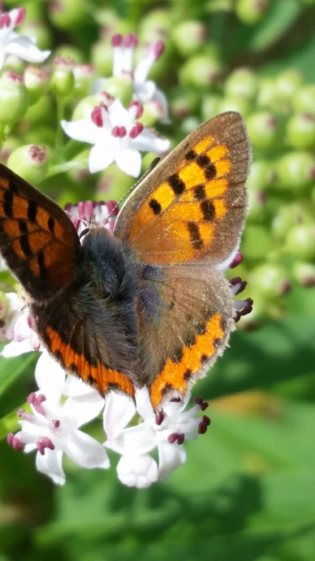 Riconoscimento farfalla 2? Lycaena phlaeas - Lycaenidae
